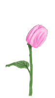 Valentine Tulpe